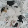 meryemchatar7