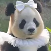 fubao0304