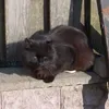 gutrilitvin