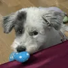 trnthynmi