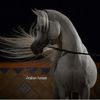 arabianhorses35