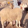 عبد الرحمان يعقوب 🤲