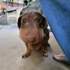 cachorropansudo00