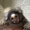 nikothemarmoset.33