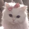 isabellabouza