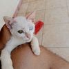 gisan_andalas