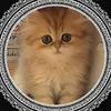 たそきち