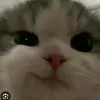 bebodoi