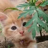 catblossom