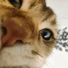 this_cutie2