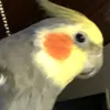 hepask0