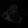 valentino.shbzt