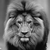 carlos.sandoval903
