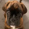 MaximusBobtheBoxer