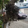 nguyn.trung8960