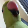 bellaalicexox