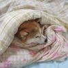 sleepeevee