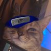 deoxys_jirachithecats
