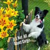 lilwilburandcompany