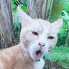 phakyu_bich