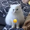 fanyukiiuuu