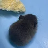 Hamster Đuôi Dài