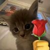 sweetly.saa4