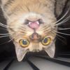 mabuthecat