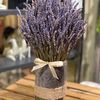 lina_lavender_