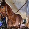 philippe_leclerc_farrier