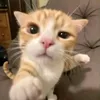 ducminhip5