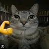 amelia009990