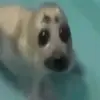azanesik