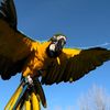 Blu the Macaw