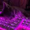 kiwi_the_best__