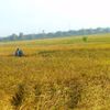 anumsya78