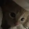 cutensayi