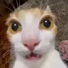 ltin713