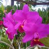 cinta_852024