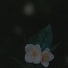 enjoo_linh