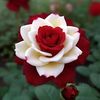 cerryblossom_05
