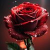 swzierose