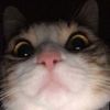 asma__766