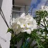 ramdhony.marie