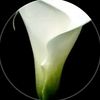 sabiha.zdemir