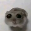 ratita561