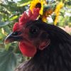 _thepeckerflock_