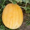 ceplengay