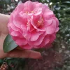 ynanq2