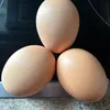 tres_huevos_3